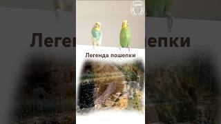 Коли звучить бандура, завмирають навіть солов’ї | АСМР Легенда пошепки #АСМР #Бандура #Легенда #ASMR