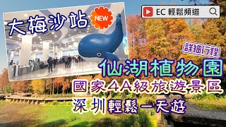 [輕輕鬆鬆，冬日遊蹤] 深圳一天遊 | 仙湖植物園 | 大梅沙地鐵站 大梅沙海濱公園 | Shenzhen Fairy Lake Botanical Garden | Dameisha Station