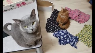 色とりどりのパンツに囲まれる猫！みなぎるパンツパワー！