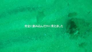 ヒラメ　水中でのイワシ捕食シーン　撮影に成功♪　イワシ泳がせ釣り