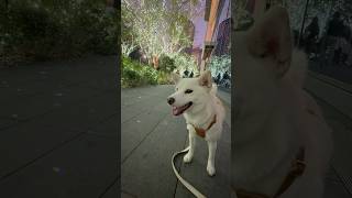 meiko的生活日記 白 しばいぬ White Shiba Inu 하얀색 시바 이누🍜 2024年12月25日 🍝 超開心 台中 勤美洲際酒店 聖誕節 聖誕村 40萬顆 銀白 燈泡 點亮 整條 廊道