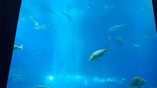 沖繩美麗海水族館 黑潮之海 碧海咖啡館