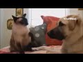 angry cats vs crazy dogs funny compilation ||| Viral4Real ||||