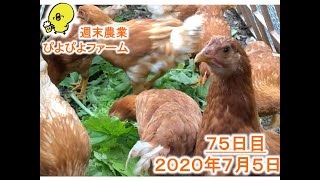 初めてのニワトリ飼育　７５日目(後藤もみじ)