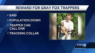 Iowa DNR offers reward for live captures of gray foxes