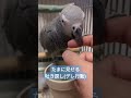 吐き戻し 求愛行動 するヨウム