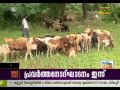 sheeps season in palakkad paddy fields