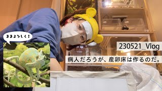 【病人Vlog】基本的なカメレオン産卵床を作る🦎