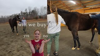 do we buy him?/Ernie gets a prepurchase check up!!