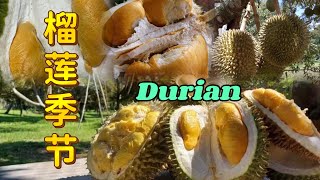 【第二十二期】《分享生活》 榴莲的季节Dusun Durian Gurun Kedah｜Musang King✔️猫山王榴莲｜红蝦｜小萍果✔️大马榴莲✔️ 榴莲园✔️ 吉打牛仑榴莲园28/6/2022