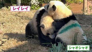 シャオシャオ、レイレイジャイ  兄弟バトル!!でもかわいい【2022年12月4日】【上野動物園】ジャイアントパンダ