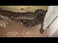 homeowner finds 45 rattlesnakes underneath home