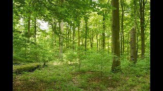 Wald - Wasser - Wildnis: Der Trailer zum neuen Nationalparkfilm