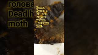 ЖИВИЙ МЕТЕЛИК БРАЖНИК МЕРТВА ГОЛОВА ВЗИМКУ. Київ Україна. Dead head moth Acherontia atropos Sphingid