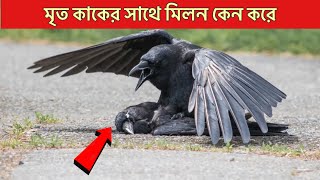 কাক কেন অন্য মৃত কাকের সাতে মিলন করে-আপনি জানলে অবাক হবেন-বিচিত্র রহস্য কথা