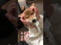 【柴犬どうでしょう】嬉しい編