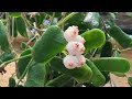 球兰开花：方叶球兰不到两个月就复花了，而且是在普通室温 分享经验 hoya rotundiflora bloom