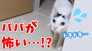 パパのしゃっくりにビビりまくる猫