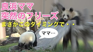 【楓浜と良浜ママの攻防戦】良ママ闘いの最中にまさかの‥ #ぽめぱん #PandaChannelbypomeranianfilm