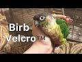 Birb Velcro