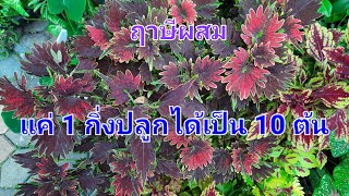 EP.146 ขยายพันธุ์ฤาษีผสม แค่ 1 กิ่งปลูกได้เป็น 10 ต้น #ทำได้ง่ายๆ#รวดเร็วทันใจ