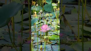 A SYMPHONY OF PETALS: LOTUS POND IN FULL BLOOM | KUMARAKOM LOTUS POND | EVEN MORE OFFICIAL |