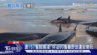 澳洲157隻偽虎鯨擱淺!存活90隻難野放 全慟遭安樂死｜TVBS新聞 @TVBSNEWS01