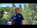 How to Use Hedge Plants in Your Garden with Suzanne Hetrick