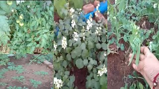 టెర్రస్ గార్డెనింగ్ 🍅🌶️🌽🥬 Terrace gardening