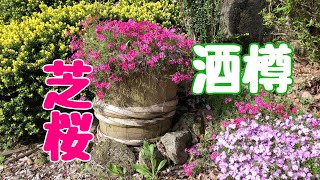 【ガーデニング】庭の変わった場所に【芝桜】