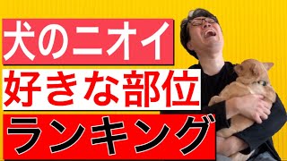 【オレが選ぶ】 犬の匂い嗅ぐのが好きな部位ランキング！ 100％独断と偏見！