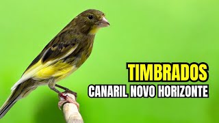 Mais de 100 FILHOTES de TIMBRADO ORIGINAL e a importância da SEXAGEM dos filhotes