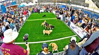 Puppy Bowl 2024 Animal Planet World Special for Mission Pets Alive & World Animal Rescue Network
