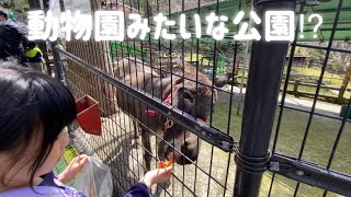 公園なのに動物いっぱい⁈愛宕山公園にニンジンもって遊びに行ったよ！