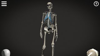 Skelly: modelo de anatomía posable By Proko (android).