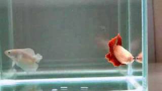 { Sold out } Betta Splendens : (0210-2) Cambodian Red HM(dt geno) STF.flv