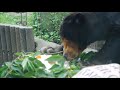 マレーグマのキョウコちゃん「来園18周年記念日」＠上野動物園 2014 kyoco the sun bear