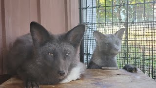 Foxes Ava and Quintin both take treats from hands now!