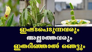 വെണ്ടയ്ക്ക ഇഷ്ടപ്പെടുന്നവരും അല്ലാത്തവരും ഇതറിഞ്ഞാൽ ഞെട്ടും