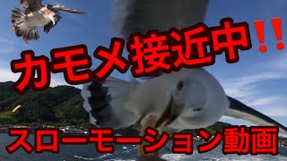 天橋立観光船。大迫力‼️カモメが目の前に‼️指パクに気をつけて・・・。