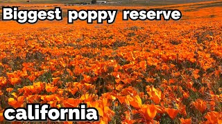 Antelope Valley Poppy Reserve |Tamil|அமெரிக்காவில் மிக பெரிய poppy பூந்தோட்டம் |Usa