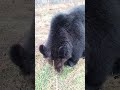 Плохие привычки Буржуя. russianbear