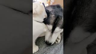 どうしてもハスキー犬を起こしたい子猫がこちら #shorts