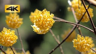 圧巻のミツマタ群生【焼森山】~2018年3月26日~ Edgeworthia chrysantha : 栃木県芳賀郡茂木町 : 4K