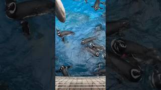 マゼランペンギンにエサやり体験　上越市立水族博物館うみがたり　Feeding Magellanic penguin