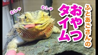 フトアゴヒゲトカゲ☆おちょこさんのおやつタイム Bearded Dragon