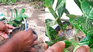 One cut more branches and thicker stem / Adenium Growing Tips #Learngardening