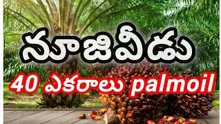 నూజివీడు లో 40 ఎకరాల పామాయిల్ తోట || ఎకరం ధర 35 లక్షలు || #nuziveedu #palmoillands #elurudistrict