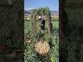 Natural landscape rural farming life and harvesting garlic from farmers and cutting skills so fresh