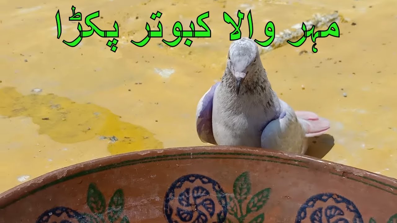 Mohar Wala Kabootar Pakra Youtube